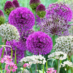 Allium 100 Bulb Mix  1
