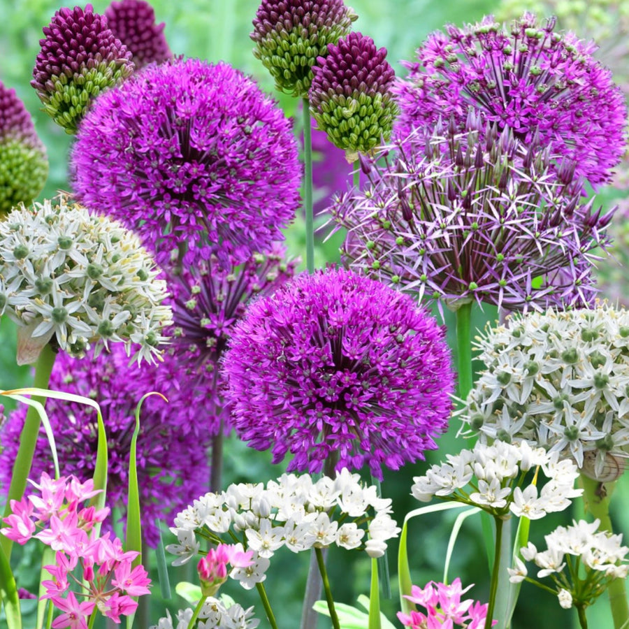 Allium 100 Bulb Mix  1