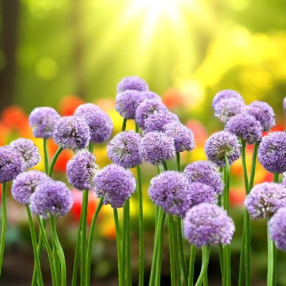 Allium Gladiator Spring Bulbs Tall purple Allium ‘Gladiator’ flowers blooming in a garden setting with vibrant flowers in the background. 3