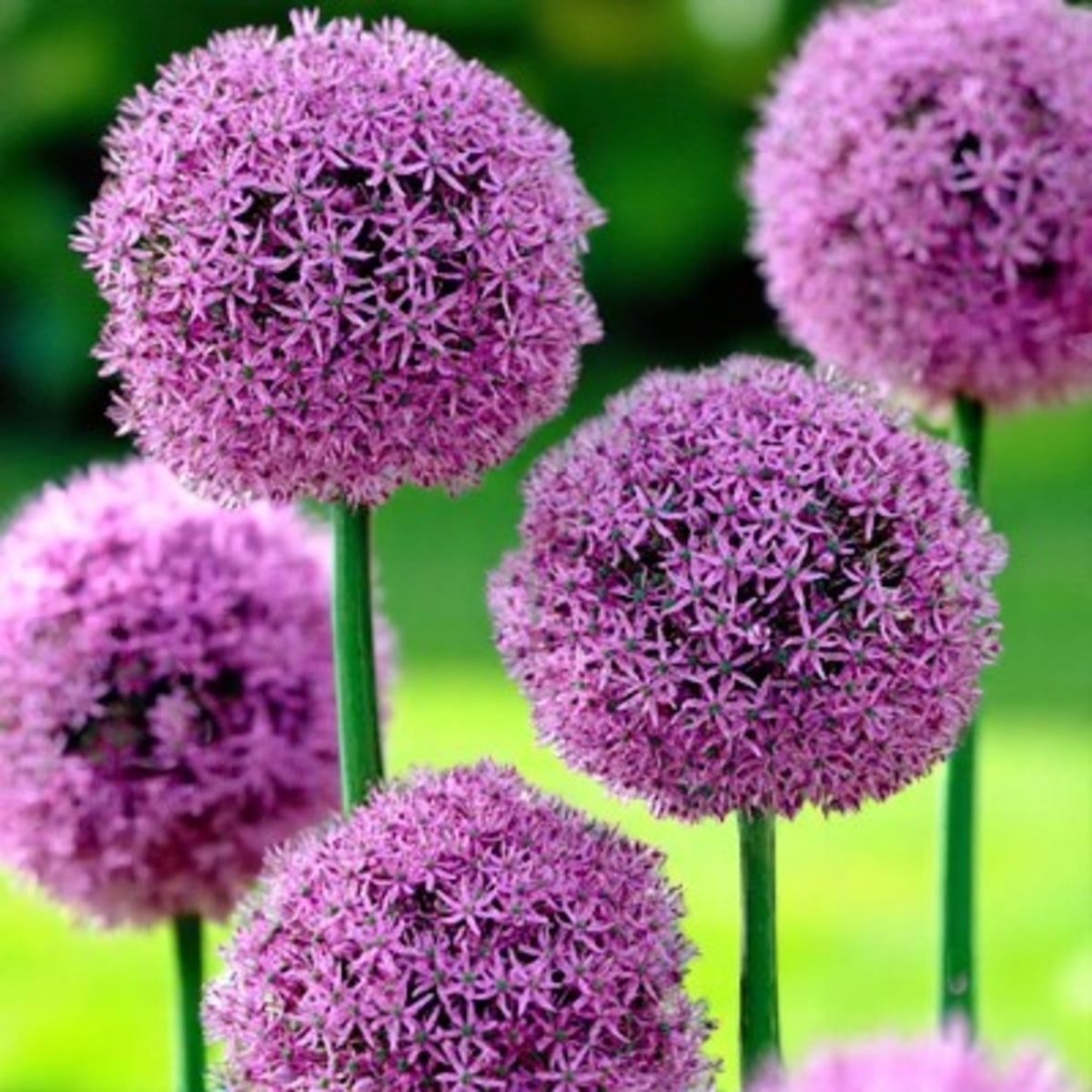 Allium Gladiator Spring Bulbs Cluster of large purple Allium ‘Gladiator’ flower heads in full bloom against a green garden backdrop. 1