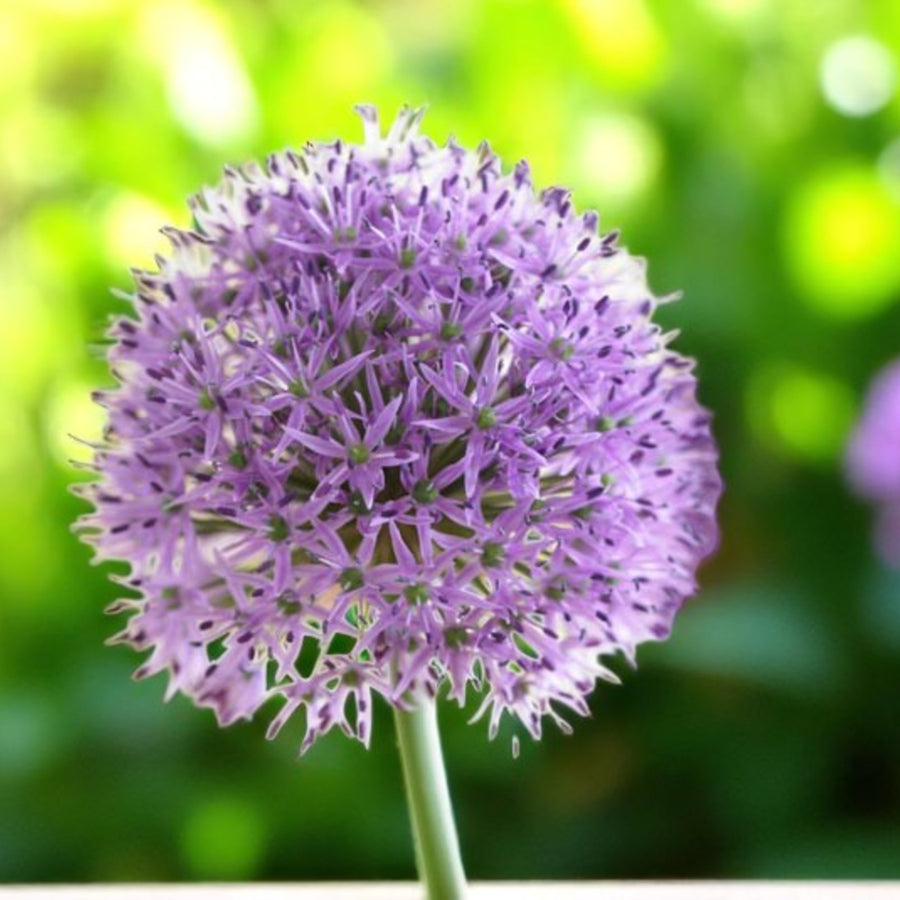 Allium Gladiator Spring Bulbs Close-up of a single purple Allium ‘Gladiator’ bloom with star-like florets, sharply focused against a blurred background. 2