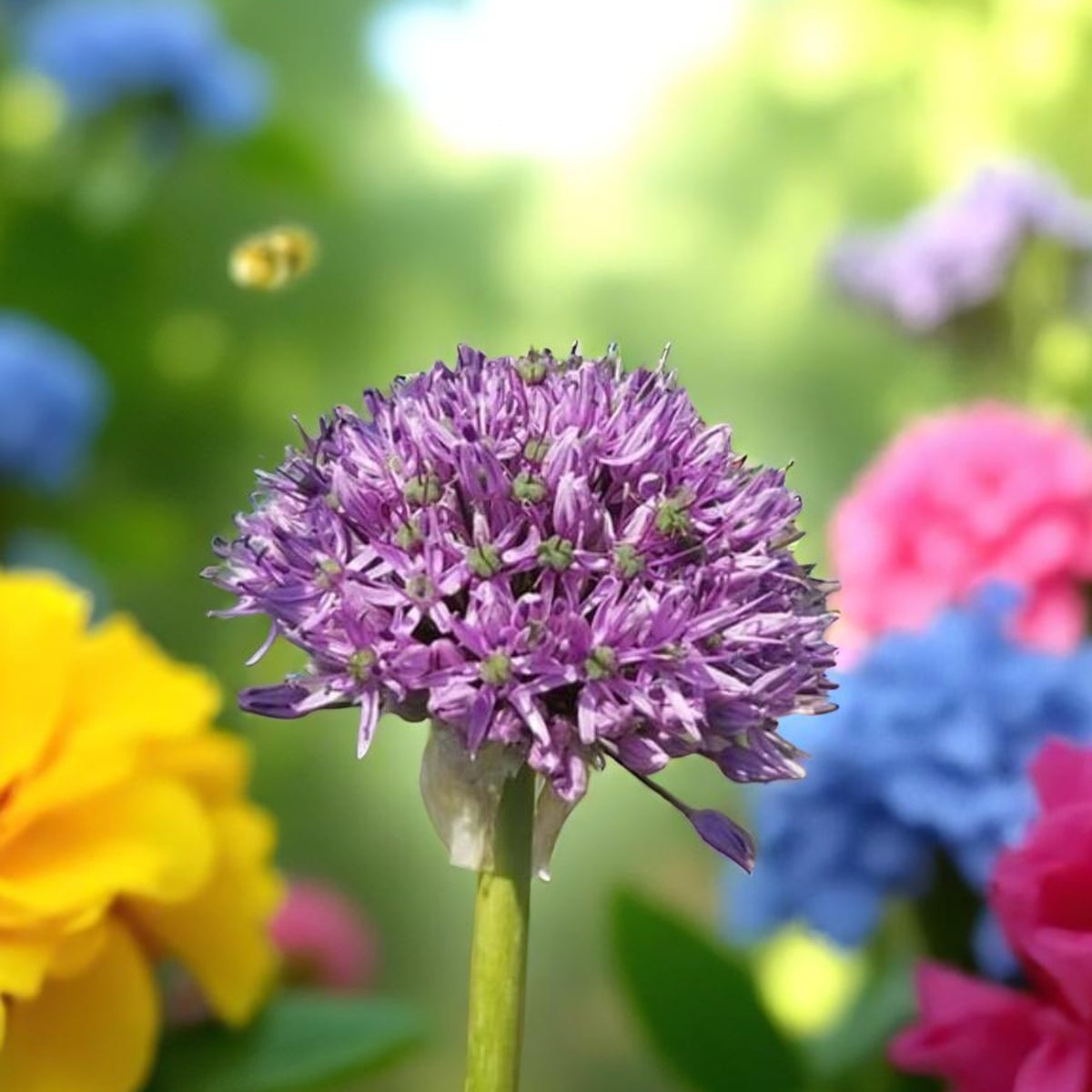 Allium Gladiator Spring Bulbs Single deep purple Allium ‘Gladiator’ flower standing among mixed garden blooms, with a bee hovering nearby. 4