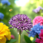 Allium Gladiator Spring Bulbs Single deep purple Allium ‘Gladiator’ flower standing among mixed garden blooms, with a bee hovering nearby. 4