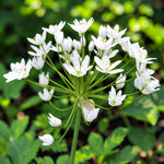 Small Flowering Allium 100 Bulb Mix  4
