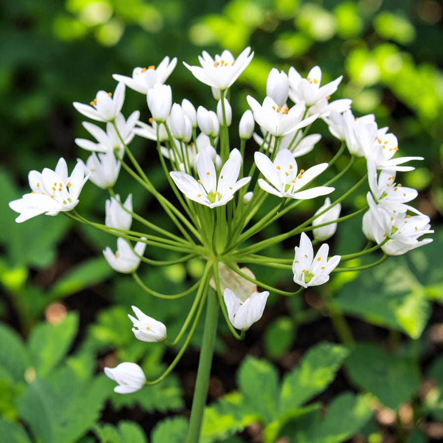 Small Flowering Allium 100 Bulb Mix  4