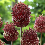 Allium Red Mohican Spring Bulbs  3