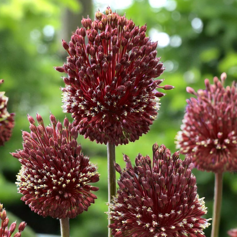 Allium Red Mohican Spring Bulbs  3