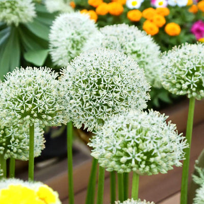 Cluster of white Allium ‘Mount Everest’ flower heads in full bloom, with colourful bedding plants in the background.