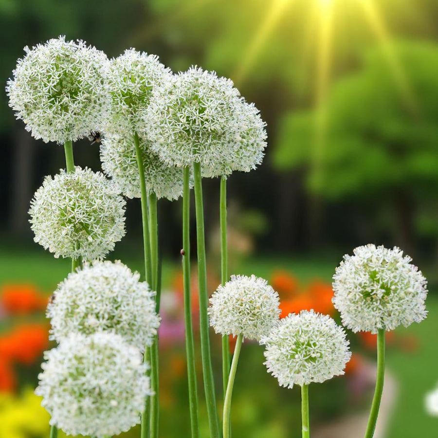 Allium Mount Everest Spring Bulbs Tall white Allium ‘Mount Everest’ blooms standing against a garden backdrop, lit by soft sunlight. 2