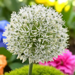 Allium Mount Everest Spring Bulbs Close-up of a single white Allium ‘Mount Everest’ flower head, showing delicate star-shaped florets. 3