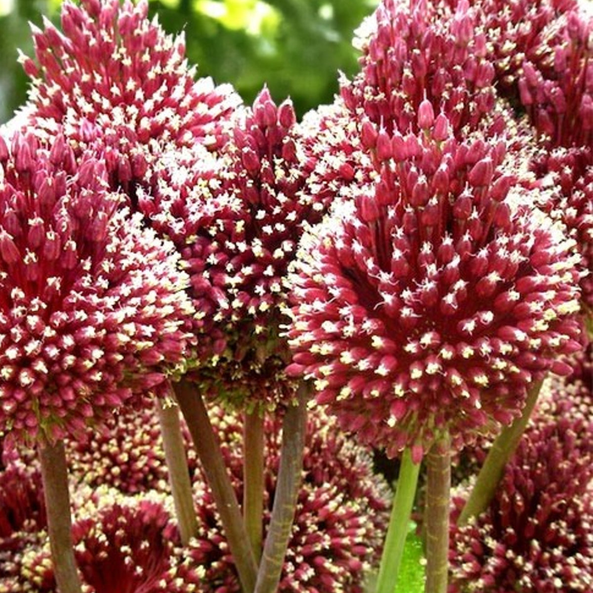 Allium Red Mohican Spring Bulbs Cluster of white Allium ‘Red Mohican’ flower heads in full bloom, with blurred green foliage in background. 2