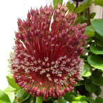 Allium Red Mohican Spring Bulbs Close up of white Allium ‘Red Mohican’ flower heads in full bloom, with green foliage in background. 3