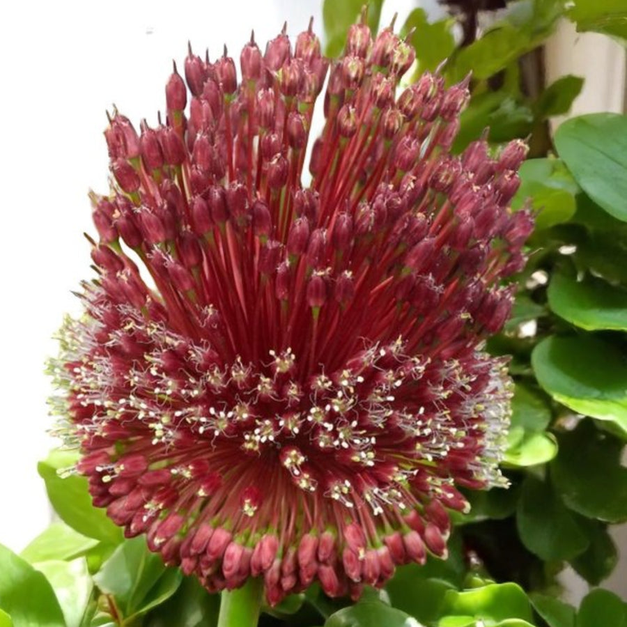 Allium Red Mohican Spring Bulbs Close up of white Allium ‘Red Mohican’ flower heads in full bloom, with green foliage in background. 3