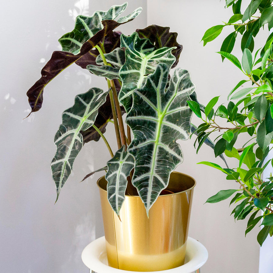 Alocasia 'Polly' Alocasia Polly-2 5