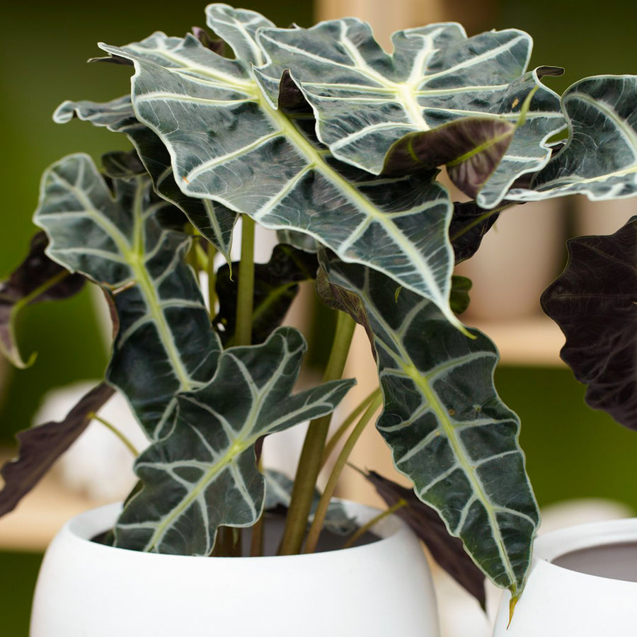 Alocasia 'Polly' Alocasia-Polly-5 1