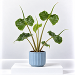 Alocasia macrorrhiza Stingray  1