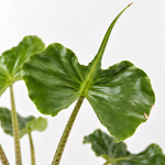 Alocasia macrorrhiza Stingray  2