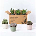 Aloe Vera & Succulents Mix  1