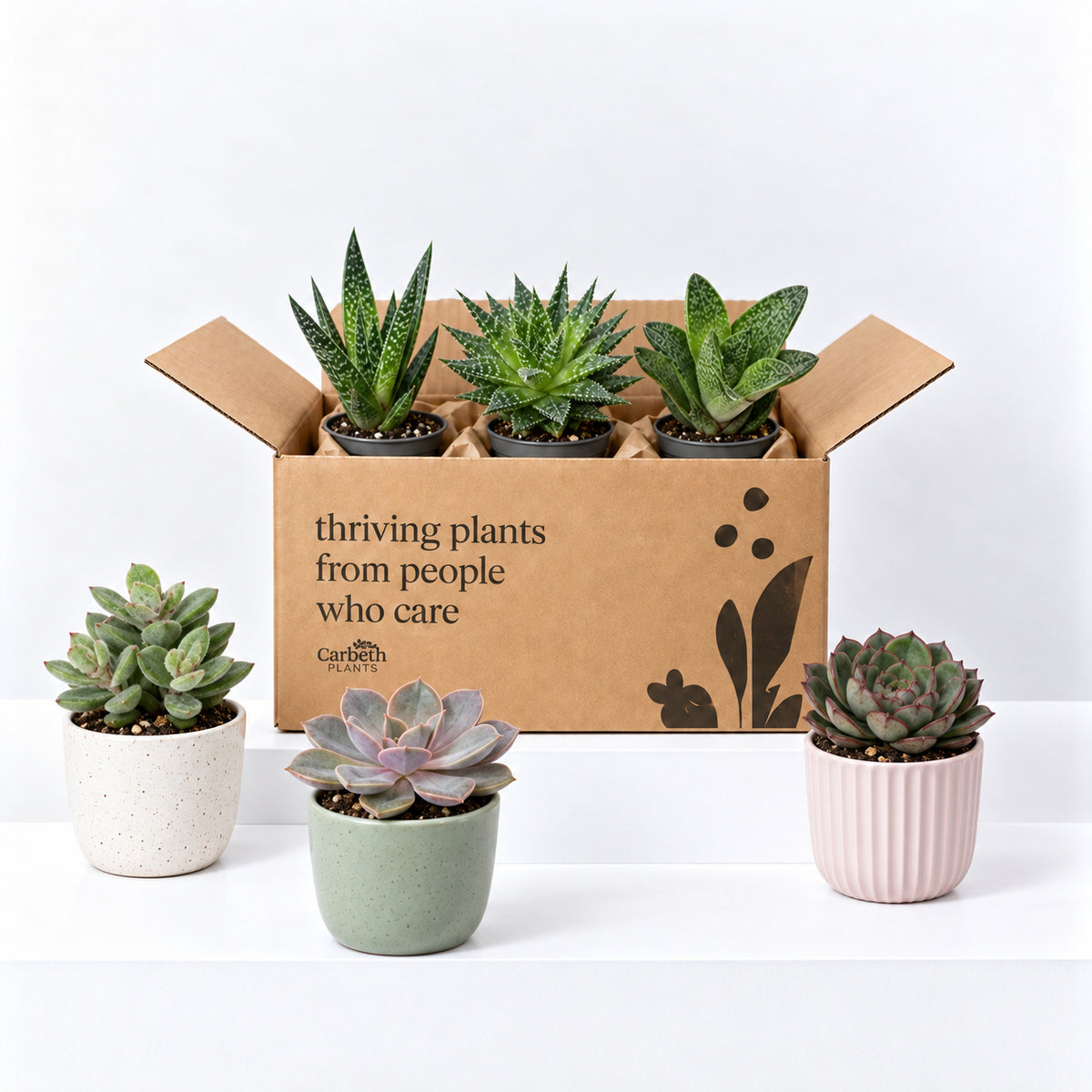 Aloe Vera & Succulents Mix