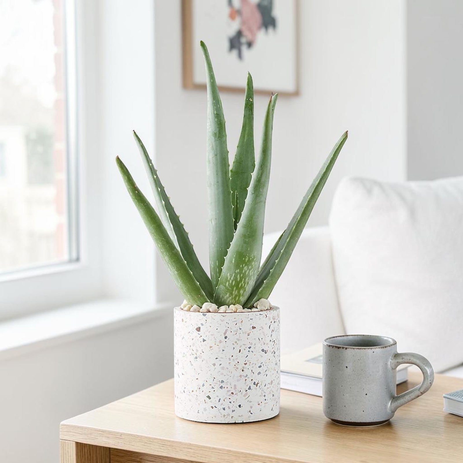 Aloe Vera Plant
