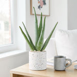 Aloe Vera Plant  1