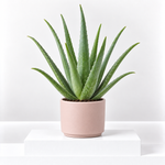 Aloe Vera Plant  1