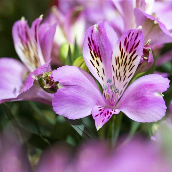 Alstroemeria Inticancha Plant Mix Alstroemeria Inticancha Plant Mix (2 Plants) image2 2