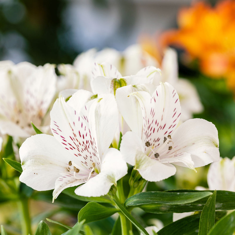 Alstroemeria Inticancha Plant Mix Alstroemeria Inticancha Plant Mix (2 Plants) image3 3