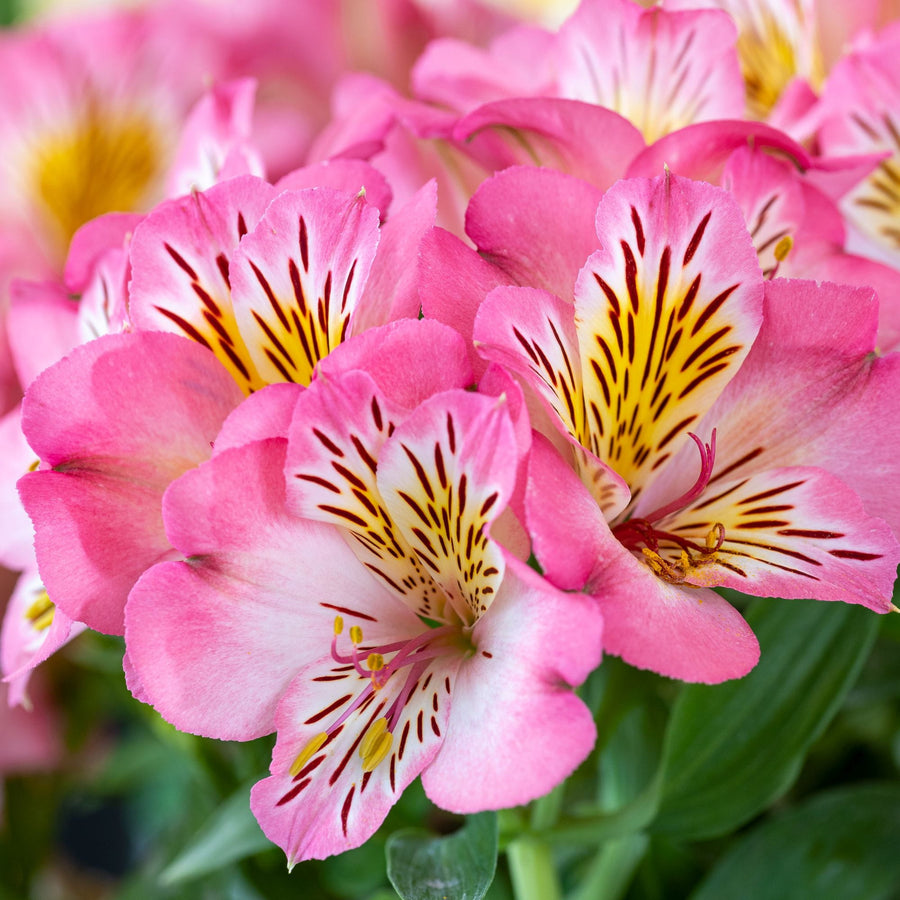 Alstroemeria Inticancha Plant Mix Alstroemeria Inticancha Plant Mix (2 Plants) image4 4