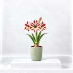 Amaryllis Potted Bulb  2