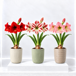Amaryllis Potted Bulb  5