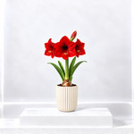 Amaryllis Potted Bulb  1