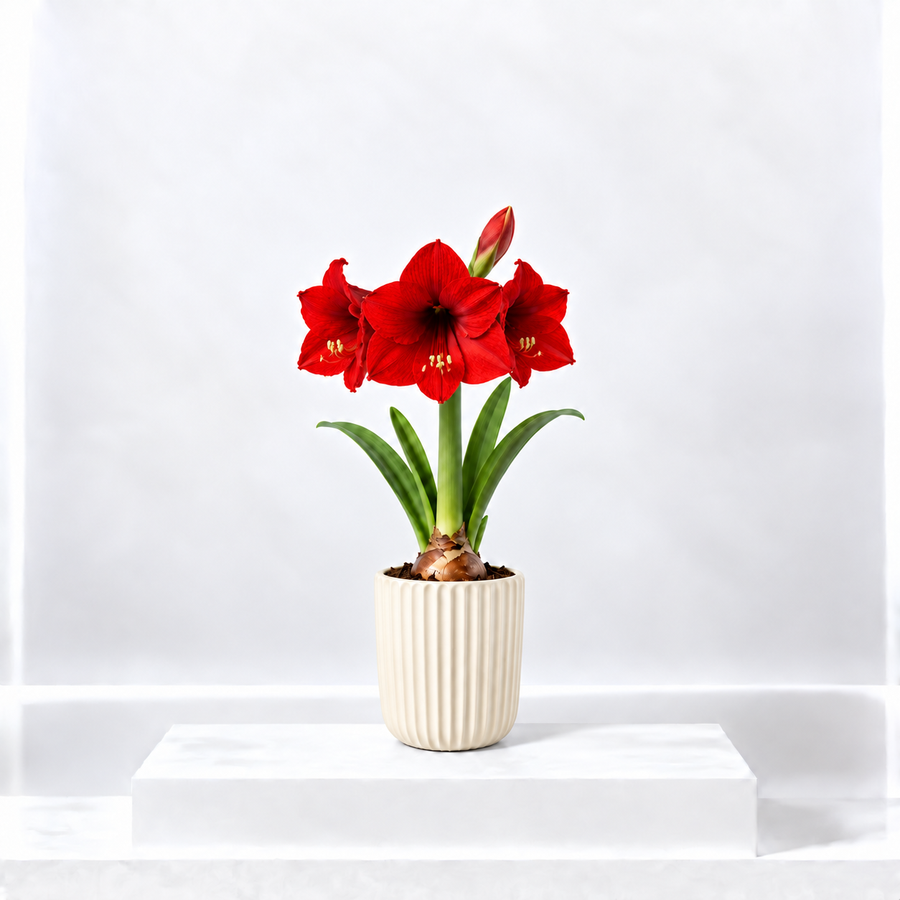 Amaryllis Potted Bulb  1