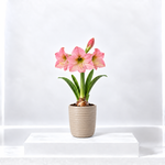 Amaryllis Potted Bulb  3
