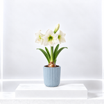 Amaryllis Potted Bulb  4