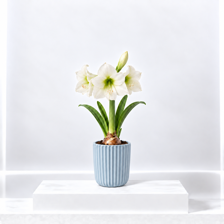 Amaryllis Potted Bulb  4