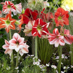 Amaryllis Hippeastrum Spring Bulbs  9
