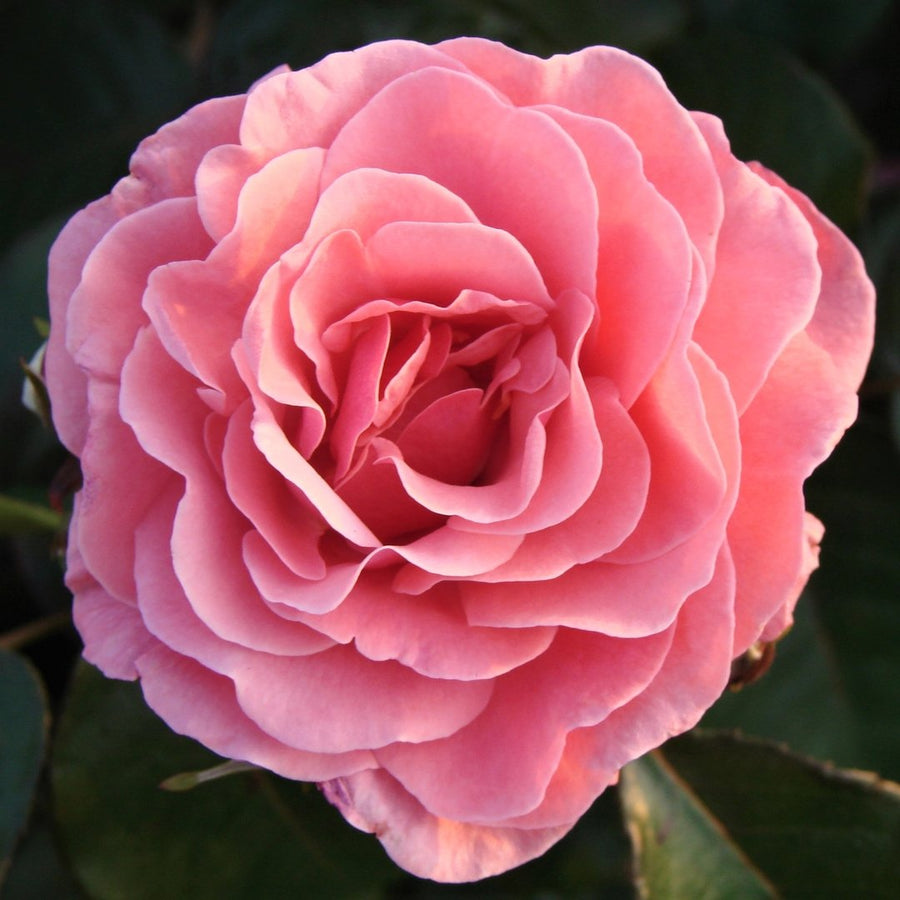 Rose Bush 'Amazing Grace' Amazing Grace 1