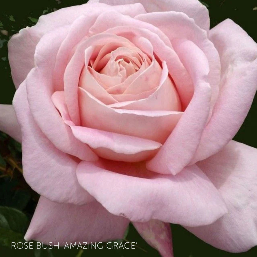 Pick Your Own Rose Garden  8