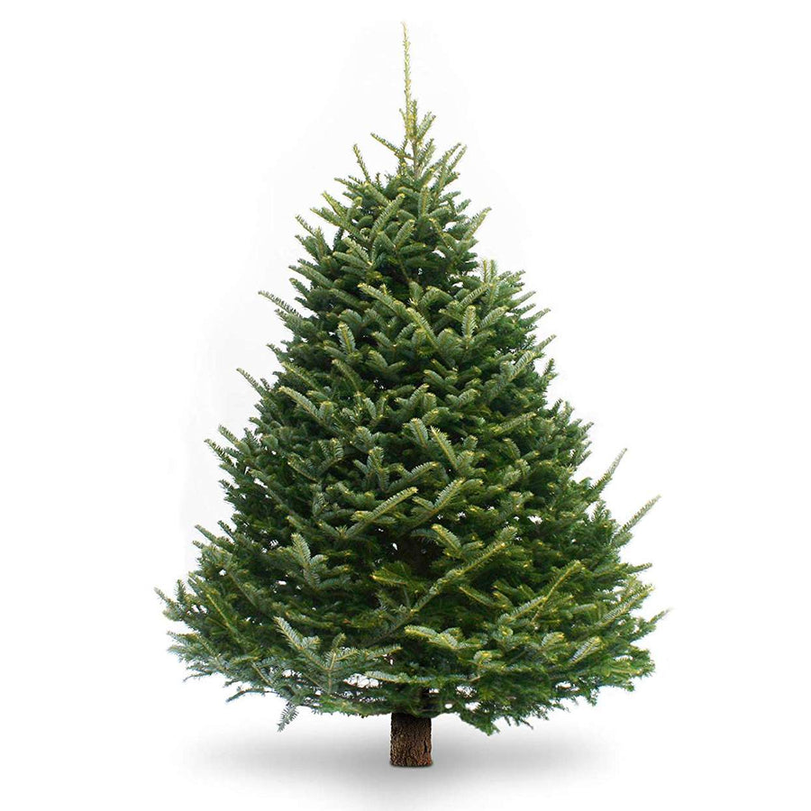 Fraser Fir Real Fresh Cut Christmas Tree Fraser Fir Real Fresh Cut Christmas Tree (4ft - 8ft) image3 4
