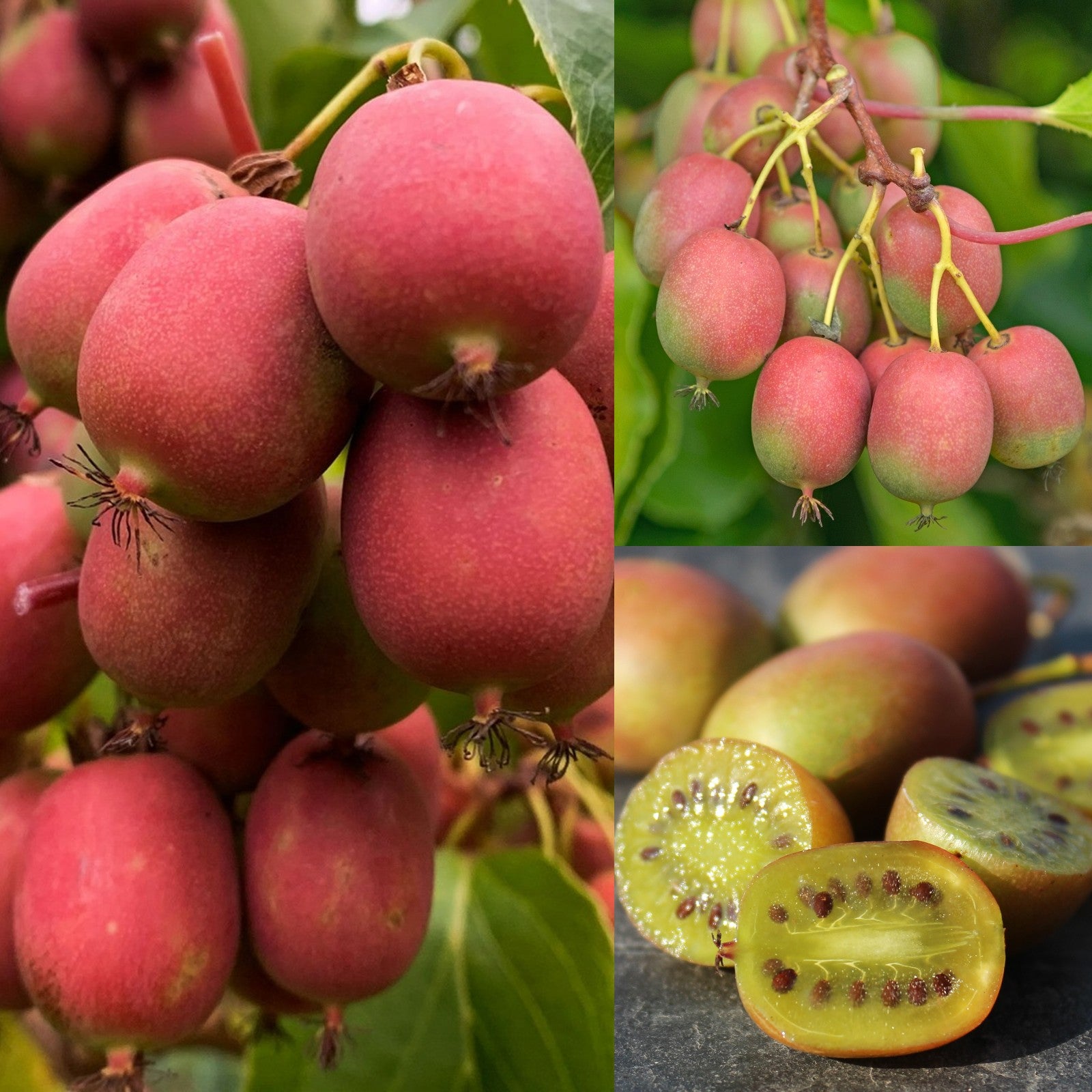 Kiwi Plant Actinidia Ananasnaya