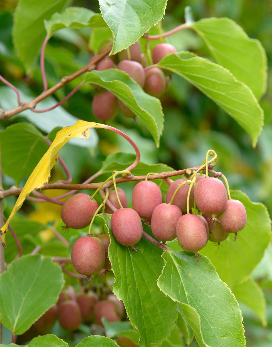 Red Kiwi Plant - Actinidia Ananasnaya  2