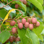 Kiwi Plant  2