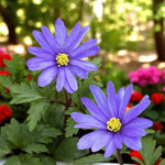 Anemone Blue Shades Spring Bulbs Two vivid blue Anemone Blue Shades flowers with yellow centres, set against a leafy green background with colourful blooms behind. 2