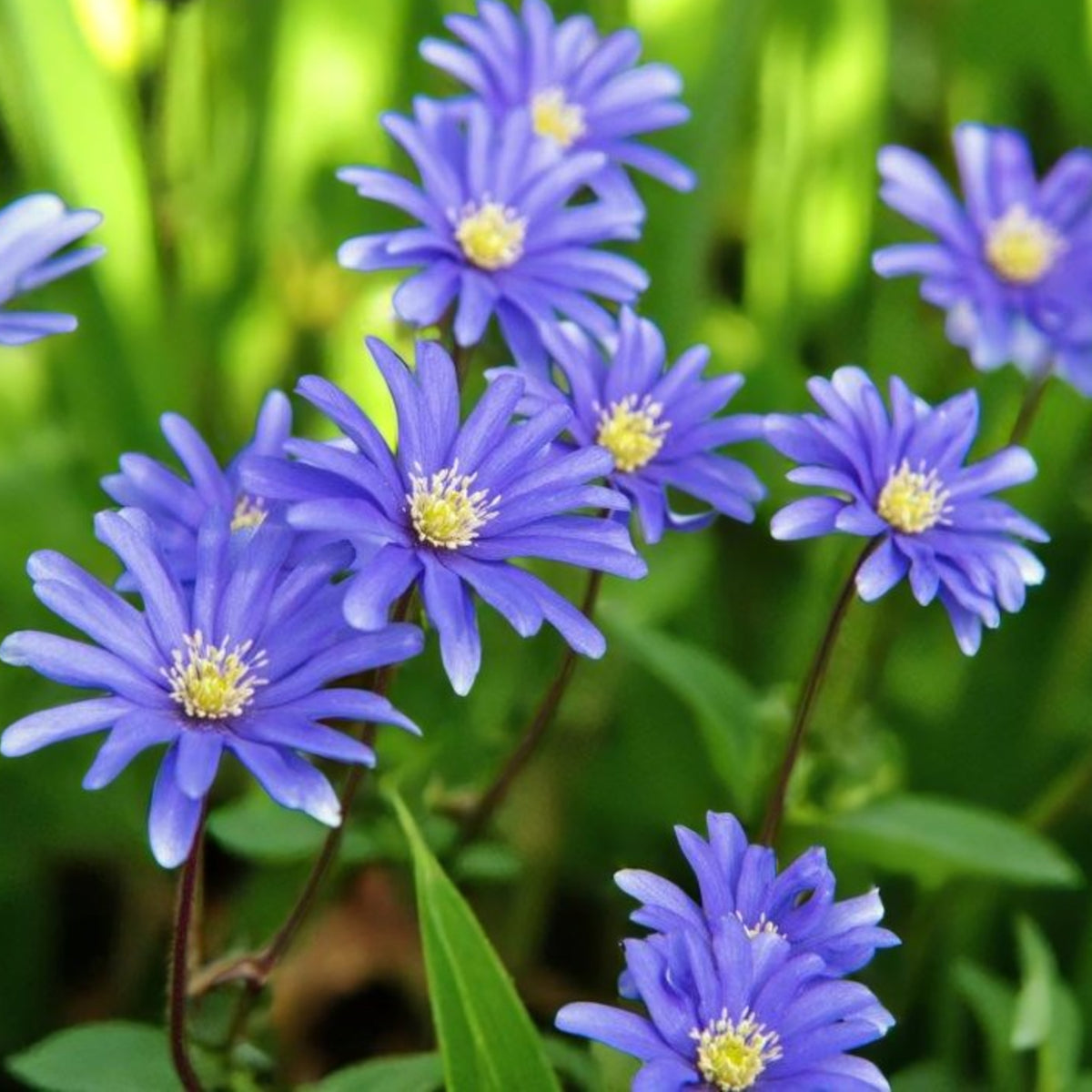 Anemone Blue Shades Spring Bulbs A cluster of Anemone Blue Shades blooming brightly in a garden bed, surrounded by green foliage and pink flowers in the background. 3