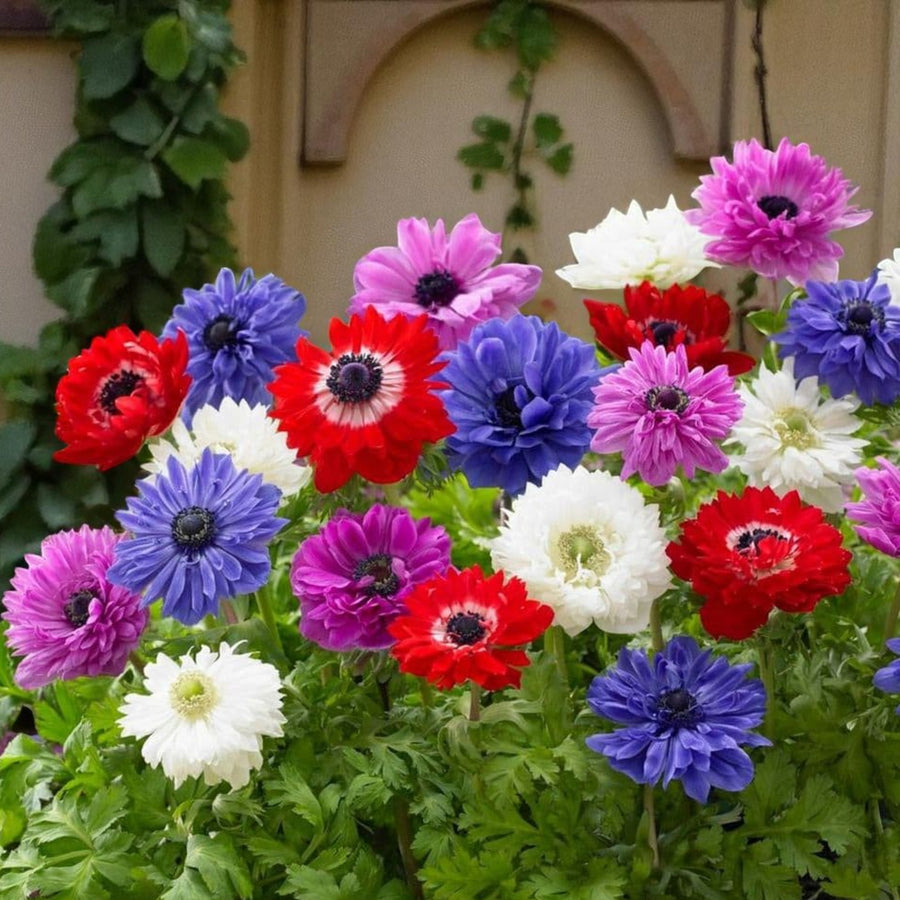 Anemone St Brigid Mixed Spring Bulbs Vibrant display of Anemone St Brigid flowers in shades of red, purple, pink, blue and white in a garden border. 1