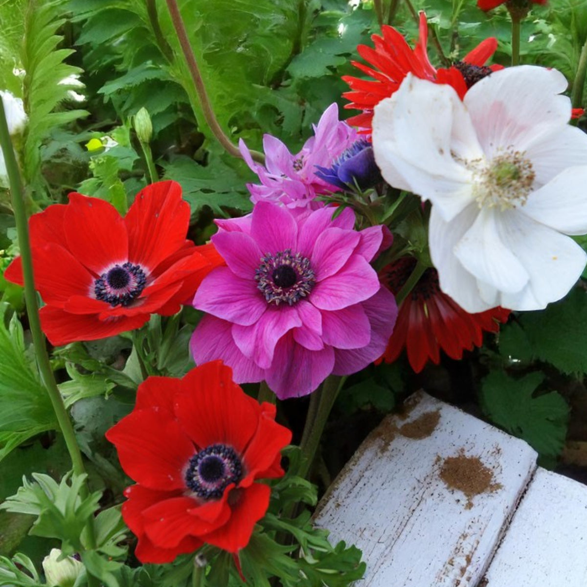 Anemone St Brigid Mixed Spring Bulbs Mixed anemones including semi-double and single blooms nestled among lush green leaves and rustic garden features. 2