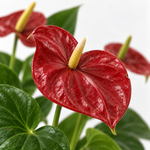 Red Diamond Flamingo Lily Anthurium Plant  3