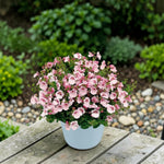 Apple Blossom Diascia Bedding Plants  3