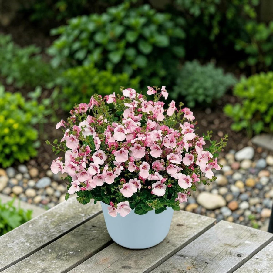 Apple Blossom Diascia Bedding Plants  3